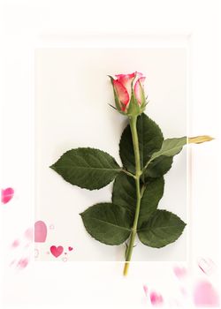 Love card with rose, Valentines day greeting card. Red pink rose flower, pink hearts on white frame. Top view, copy space, place for text. Cards for romantic love greetings