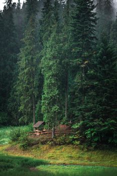 Wooden arbor in the wood among the ancient trees. Arbor in the forest near the swamp. A wooden gazebo in a clearing in the forest.