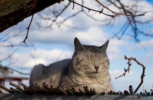 The cat sleeps on the roof. The cat is meditating. Cat on the blue sky.