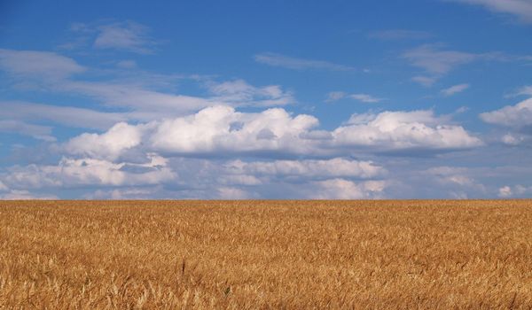 General plan of golden wheat against a blue sky with clouds on a sunny summer day.