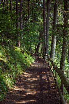 A path through the forest. A path on the slope of the mountain. Natural background of green forest.