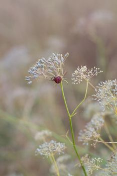 Closeup of dill umbrellas. Dill growing on the field background. The insect on the dill umbrella. Dry fennel umbrellas with seeds.  Shallow depth of field.