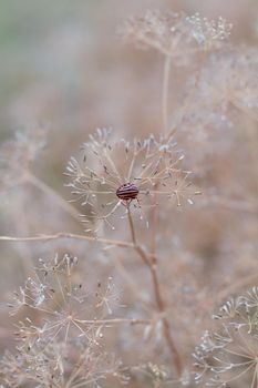 Closeup of dill umbrellas. Dill growing on the field background. The insect on the dill umbrella. Dry fennel umbrellas with seeds.  Shallow depth of field.