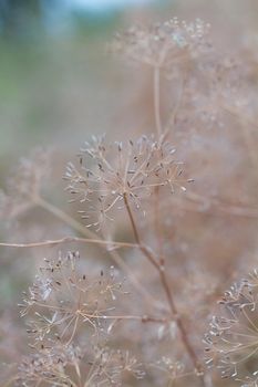 Closeup of dill umbrellas. Dill growing on the field background. Dry fennel umbrellas with seeds.  Shallow depth of field.