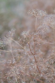 Closeup of dill umbrellas. Dill growing on the field background. Dry fennel umbrellas with seeds.  Shallow depth of field.