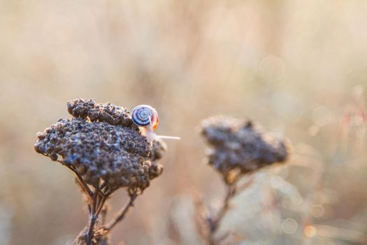 A snail on a dry umbrella flower in the light of the morning sun. A beautiful snail at dawn. Nature in the early morning. A beautiful summer morning.