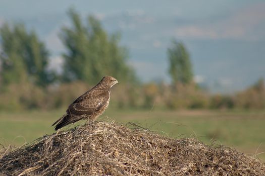 View of a Short-toed snake eagle (Circaetus gallicus), in the Agamon Hula bird refuge, Northern Israel