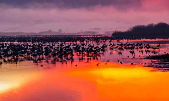 Common crane birds in Agamon Hula bird refuge, at sunrise, with artistic filter, Hula Valley, Israel