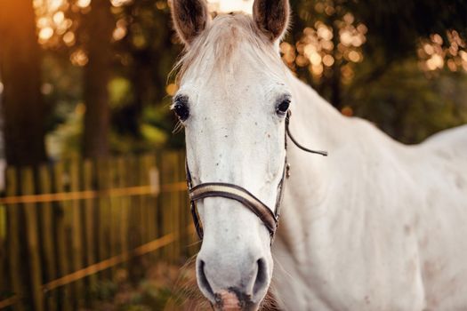 White arabian horse standing on farm ground, blurred fence and trees background, closeup detail to animal head.