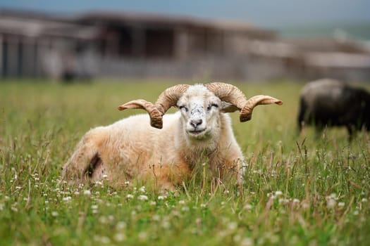 Sheep with twisted horns, Traditional Slovak breed - Original Valaska resting in spring meadow grass, eyes half closed.