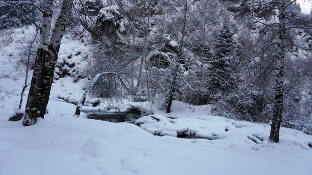 The mountain forest is completely covered with snow. The branches of trees and tall firs are all covered in snow. The steep slopes of the mountains, white snow. You can see path where people walked.