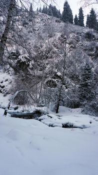 The mountain forest is completely covered with snow. The branches of trees and tall firs are all covered in snow. The steep slopes of the mountains, white snow. You can see path where people walked.