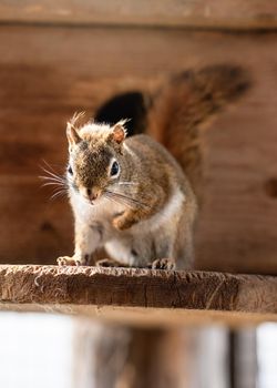 American red squirrel Tamiasciurus hudsonicus resting on wooden board, closeup detail.