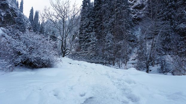 The mountain forest is completely covered with snow. The branches of trees and tall firs are all covered in snow. The steep slopes of the mountains, white snow. You can see path where people walked.