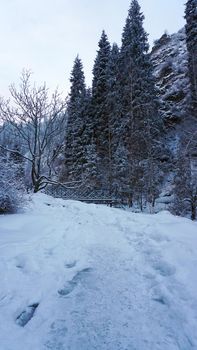 The mountain forest is completely covered with snow. The branches of trees and tall firs are all covered in snow. The steep slopes of the mountains, white snow. You can see path where people walked.