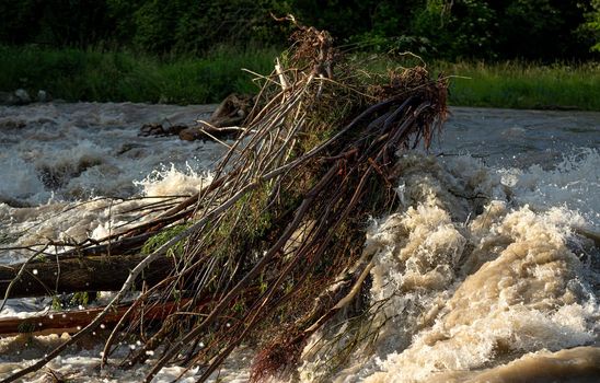 Sun shines on dirty flood water flowing rapidly in river, taking some small trees with roots.