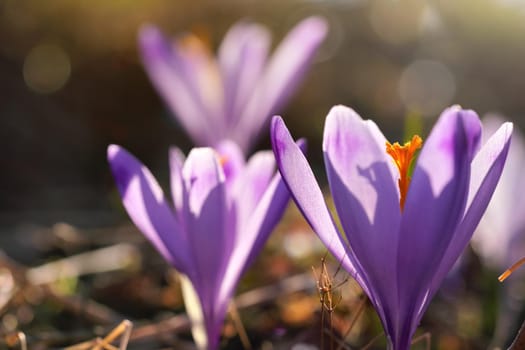 Sun shines through petals of wild purple and yellow flower Crocus heuffelianus discolor growing in spring dry grass.