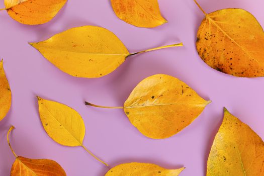 Orange coloured autumn leaves on lilac board, closeup top down view.