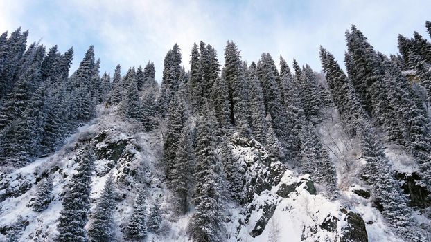 The mountain forest is completely covered with snow. The branches of trees and tall firs are all covered in snow. The steep slopes of the mountains, white snow. You can see path where people walked.