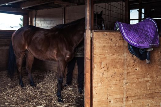 riding horse in the barn on the farm.