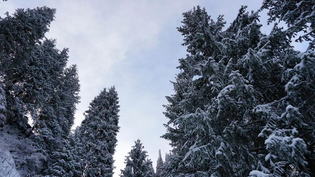 The mountain forest is completely covered with snow. The branches of trees and tall firs are all covered in snow. The steep slopes of the mountains, white snow. You can see path where people walked.