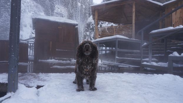 A hunting dog among the thermal springs. There is steam from the river, the snow melts. All around is a winter forest, mountains and everything is covered in snow. Gazebo and houses are made of wood.