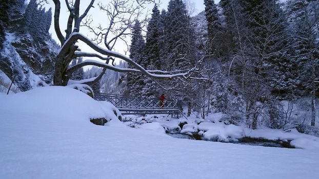 The guy is walking on the bridge over the river. The view from the drone to the tall trees, the river and the snowy gorge. The forest is covered with white snow. Mountainous terrain. Almarasan, Almaty