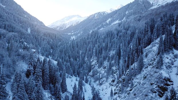 A majestic snowy gorge with fir trees in mountains. Tall trees brush against white clouds. Steep cliffs with large rocks are covered with snow. Top view from the drone. Almarasan, Almaty, Kazakhstan