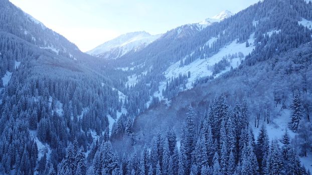 A majestic snowy gorge with fir trees in mountains. Tall trees brush against white clouds. Steep cliffs with large rocks are covered with snow. Top view from the drone. Almarasan, Almaty, Kazakhstan