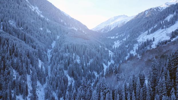 A majestic snowy gorge with fir trees in mountains. Tall trees brush against white clouds. Steep cliffs with large rocks are covered with snow. Top view from the drone. Almarasan, Almaty, Kazakhstan