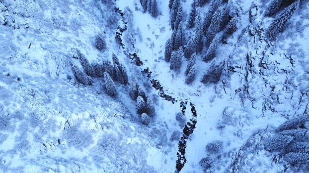 A majestic snowy gorge with fir trees in mountains. Tall trees brush against white clouds. Steep cliffs with large rocks are covered with snow. Top view from the drone. Almarasan, Almaty, Kazakhstan