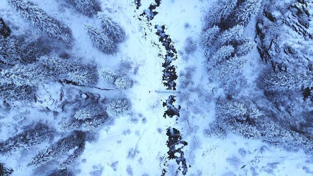 A majestic snowy gorge with fir trees in mountains. Tall trees brush against white clouds. Steep cliffs with large rocks are covered with snow. Top view from the drone. Almarasan, Almaty, Kazakhstan