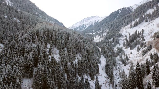 A majestic snowy gorge with fir trees in mountains. Tall trees brush against white clouds. Steep cliffs with large rocks are covered with snow. Top view from the drone. Almarasan, Almaty, Kazakhstan
