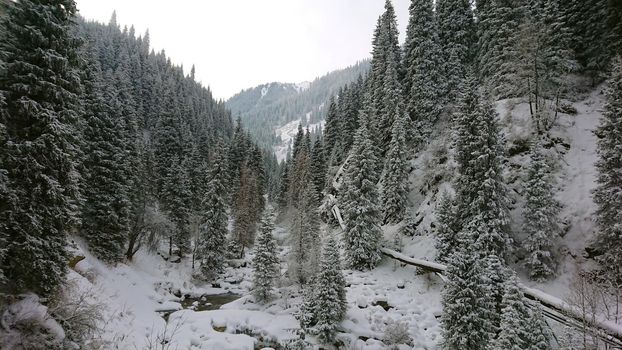 A majestic snowy gorge with fir trees in mountains. Tall trees brush against white clouds. Steep cliffs with large rocks are covered with snow. Top view from the drone. Almarasan, Almaty, Kazakhstan