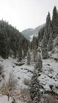 A majestic snowy gorge with fir trees in mountains. Tall trees brush against white clouds. Steep cliffs with large rocks are covered with snow. Top view from the drone. Almarasan, Almaty, Kazakhstan