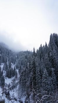 The winter forest in the mountains is covered with fog. Tall fir trees brush the clouds with their branches. All covered with snow. Dry grass is visible on the slopes of mountains. Almarasan Gorge