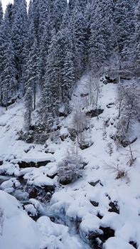 A clear mountain river runs through a snowy gorge. There is a metal bridge covered with snow. Tall spruce trees grow on the slopes of the mountains. There is steam from the river. Almarasan, Almaty