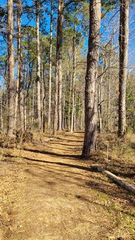 Pathway between the hight trees and tree stump in the winter