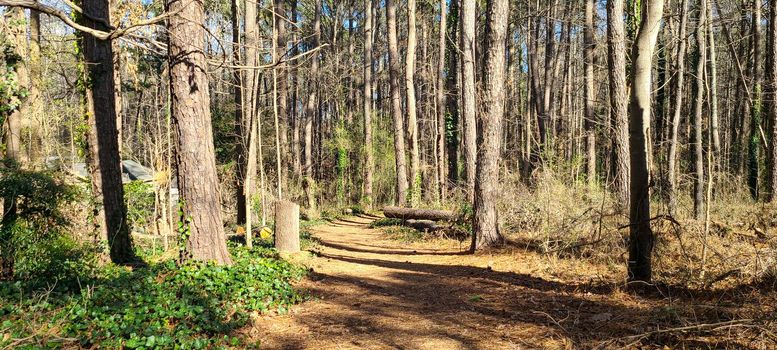 Pathway between the hight trees and tree stump in the winter