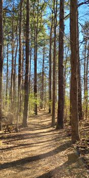 Pathway between the hight trees and tree stump in the winter