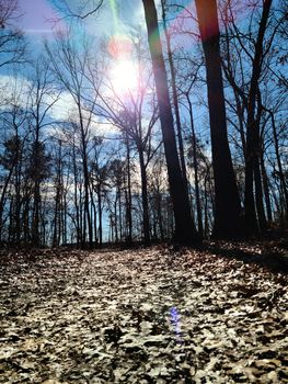 Pathway between the hight trees and tree stump in the winter