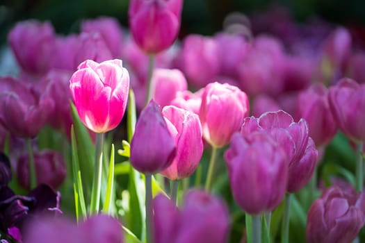 Close up purple tulips blooming in the flower garden