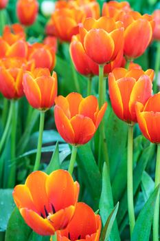 Close up red tulips blooming in the flower garden