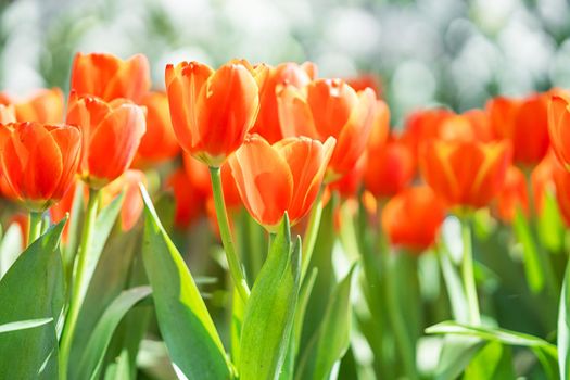 Close up red tulips blooming in the flower park garden