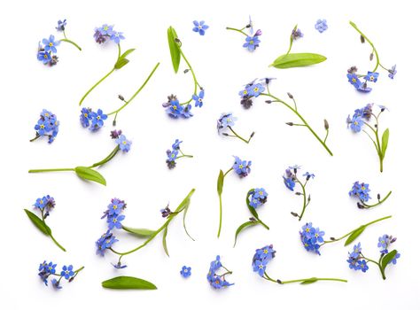 Forget me not, little flowers in heart shape, isolated on white