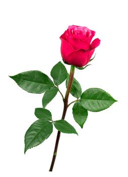 isolated pink rose flower on a white background