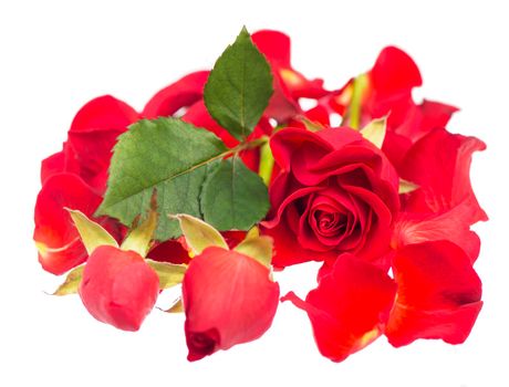 Red rose petals isolated over the white background.