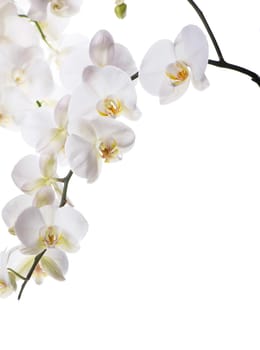 Branch with beautiful tropical orchid flowers on white background