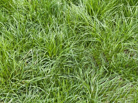 Background of summer high fresh green grass close-up .Texture or background