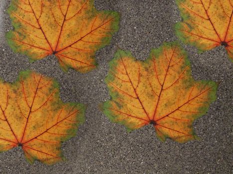 On the road are four autumn maple leaves on a gray background close-up.Texture or background